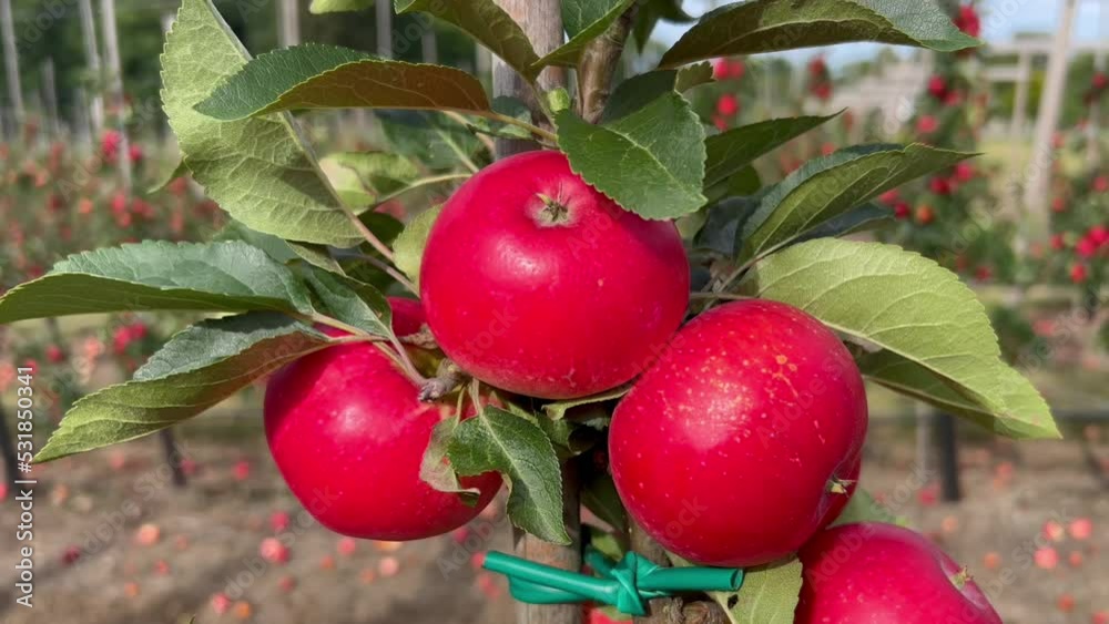 Apple plantation of Discovery apples in Oesterlen fruit district, Kivik, Scania, Sweden, Scandinavia, Europe
