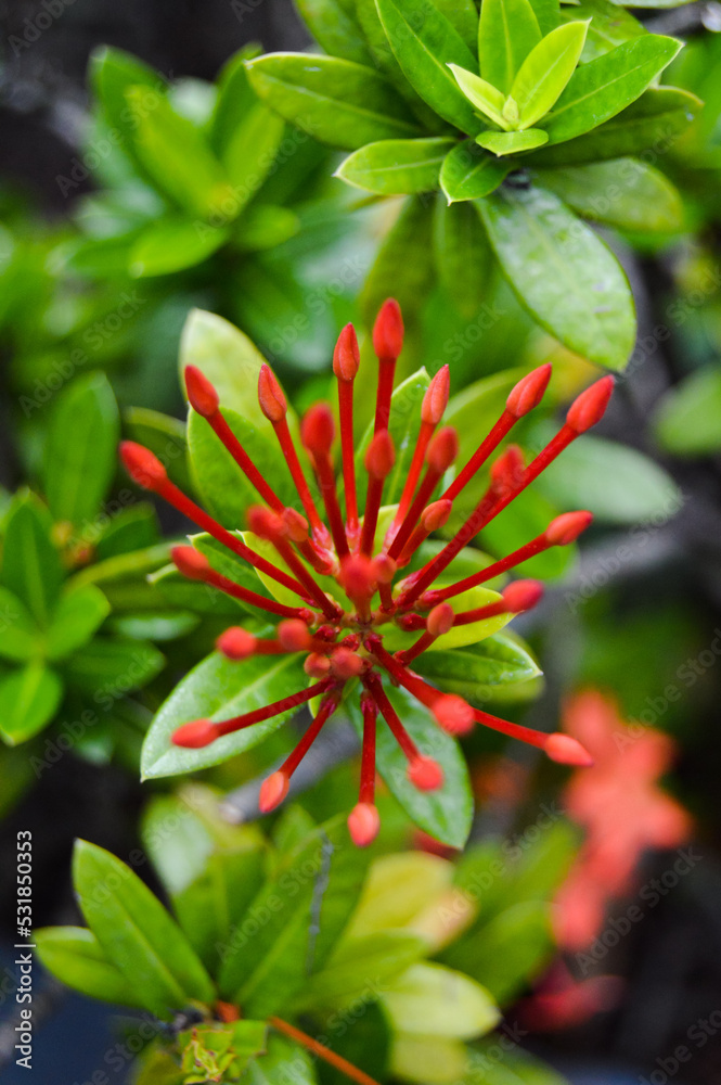 Pesona Khayangan, Depok, Indonesia – August 29, 2022: Ixora coccinea also known as jungle geranium, flame of the woods or jungle flame or pendkuli. With blured background, light bokeh background. Pesona Khayangan, Depok, Indonesia – August 29, 2022: Ixora coccinea also known as jungle geranium, flame of the woods or jungle flame or pendkuli. With blured background, light bokeh background.