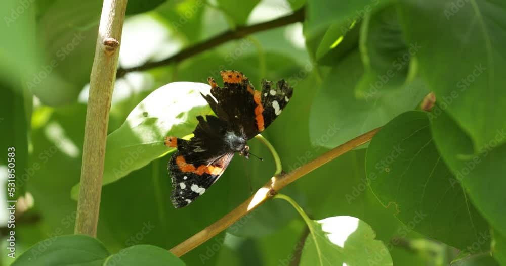 Butterfly with damaged wings, red admiral (Vanessa atalanta), sitting on leaf, Lower Saxony, Germany, Europe