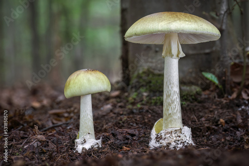 Death cap - Amanita phalloides - deadly poisonous mushroom