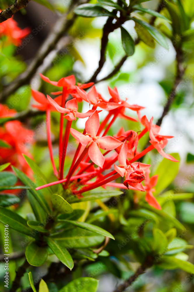 Pesona Khayangan, Depok, Indonesia – August 29, 2022: Ixora coccinea also known as jungle geranium, flame of the woods or jungle flame or pendkuli. With blured background, light bokeh background. Pesona Khayangan, Depok, Indonesia – August 29, 2022: Ixora coccinea also known as jungle geranium, flame of the woods or jungle flame or pendkuli. With blured background, light bokeh background.