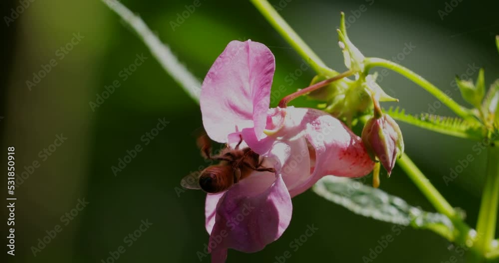Bee in bloom, hawkweed (Impatiens glandulifera), Lower Saxony, Germany, Europe Bee in bloom, hawkweed (Impatiens glandulifera), Lower Saxony, Germany, Europe