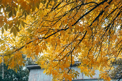 Golden autumn. Yellowed leaves on a tree. Beautiful foliage.