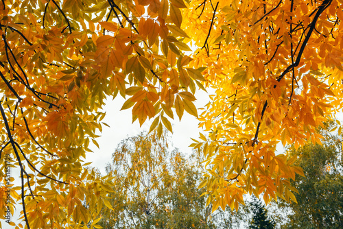 Golden autumn. View of the yellow leaves from below.j