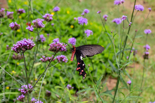 The Field of Verbena Flower and black butterfly © Santi