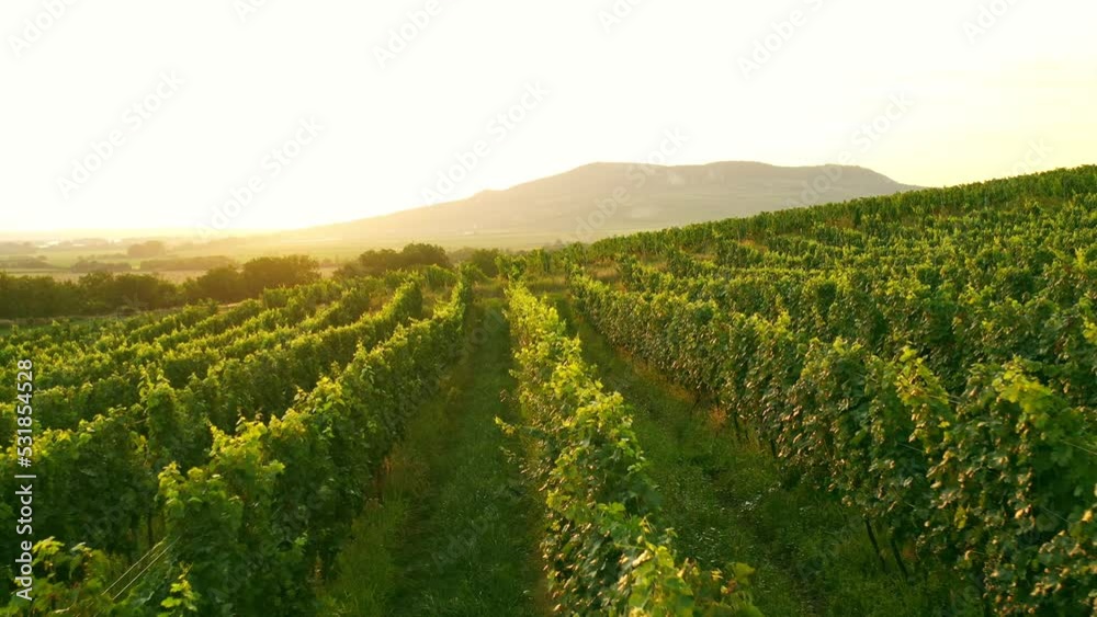 Aerial Drone Shot of Sunny Wineyard at Sunrise. Aerial Drone Shot of Sunny Wineyard at Sunrise.