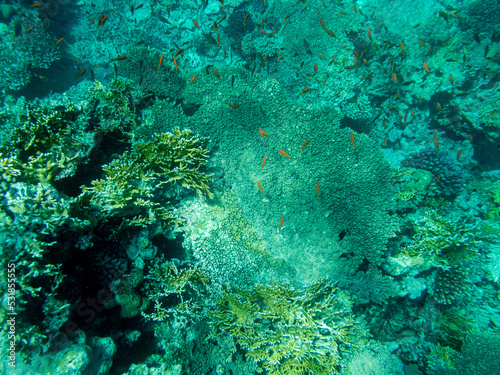 Corals and algae underwater in Red sea