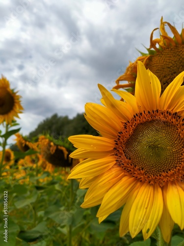 sunflower against the background of arched sunflowers