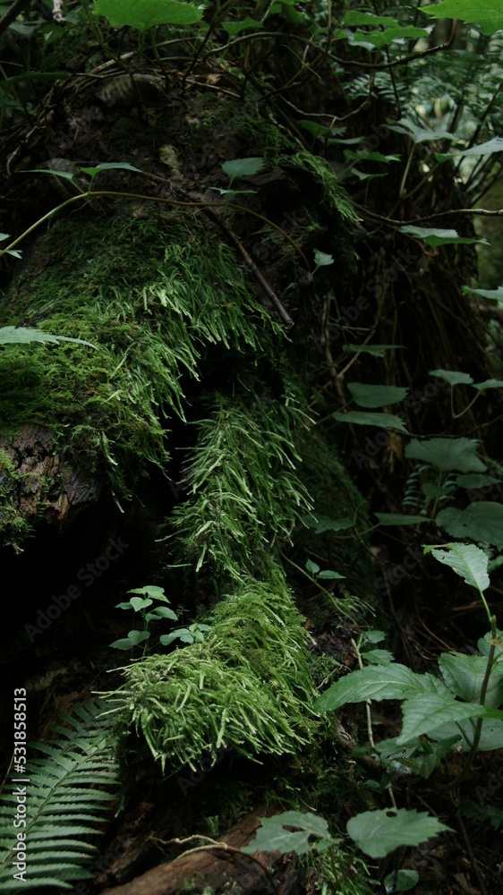 Moss and trees in the forest Moss and trees in the forest