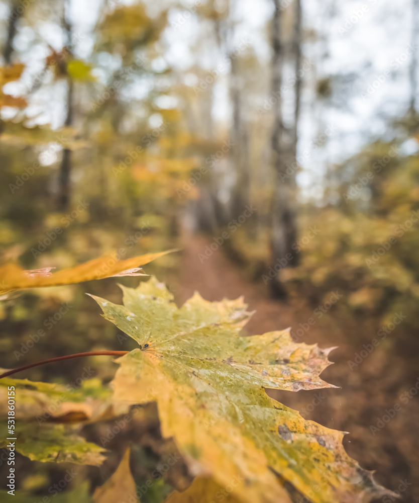 Yellow-green maple leaf against the background of an autumn colorful forest in October, in cloudy weather Yellow-green maple leaf against the background of an autumn colorful forest in October, in cloudy weather
