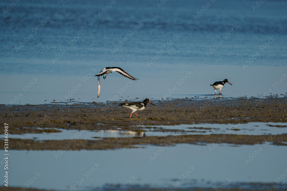 A group of Eurasian Oystercatcher (Haematopus ostralegus) in the swamp