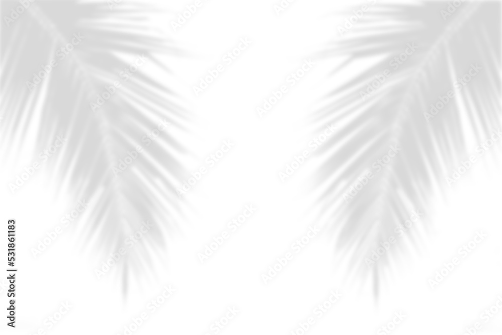 Obraz premium Abstract gray shadow background of natural palm leaves falling on white concrete wall texture with cracked line for background and wallpaper, black and white monochrome tone.