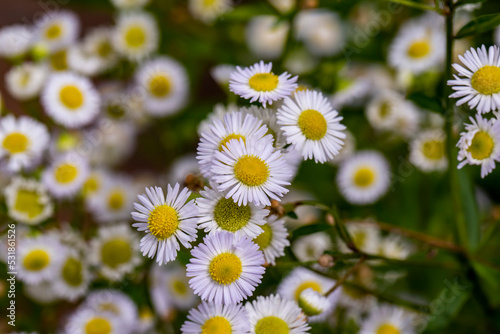 Blooming of Erigeron karvinskianus also known as Mexican daisy  Spanish daisy  Carpet of Santa Barbara daisy. Flower Background. Blurred background.