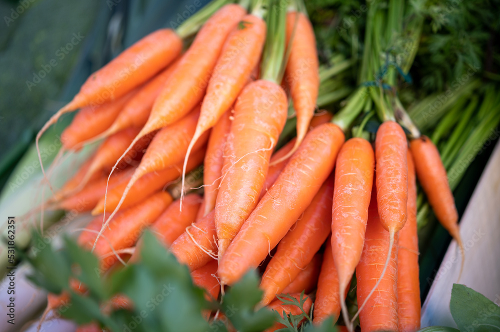 bunch of carrots bunch of carrots