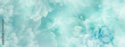 Turquoise peony flowers and petals peonies Floral background. Close-up. Nature.