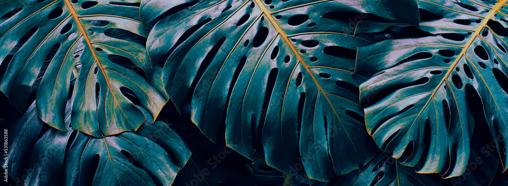 Blue tropical leaves, bush of monstera plant, dark nature background Blue tropical leaves, bush of monstera plant, dark nature background