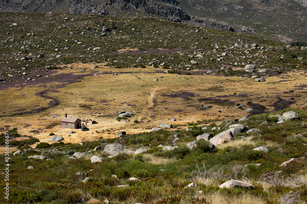 Plaine de la Serra d'Estrela, plus haute montagne du Portugal. Troupeau de chèvres broutant l'herbe sèche et rase de la vallée.