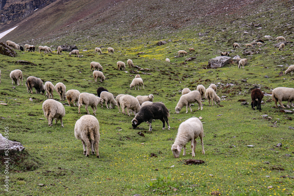 Fototapeta premium Sheep eating grass on the meadows of himalayan mountain