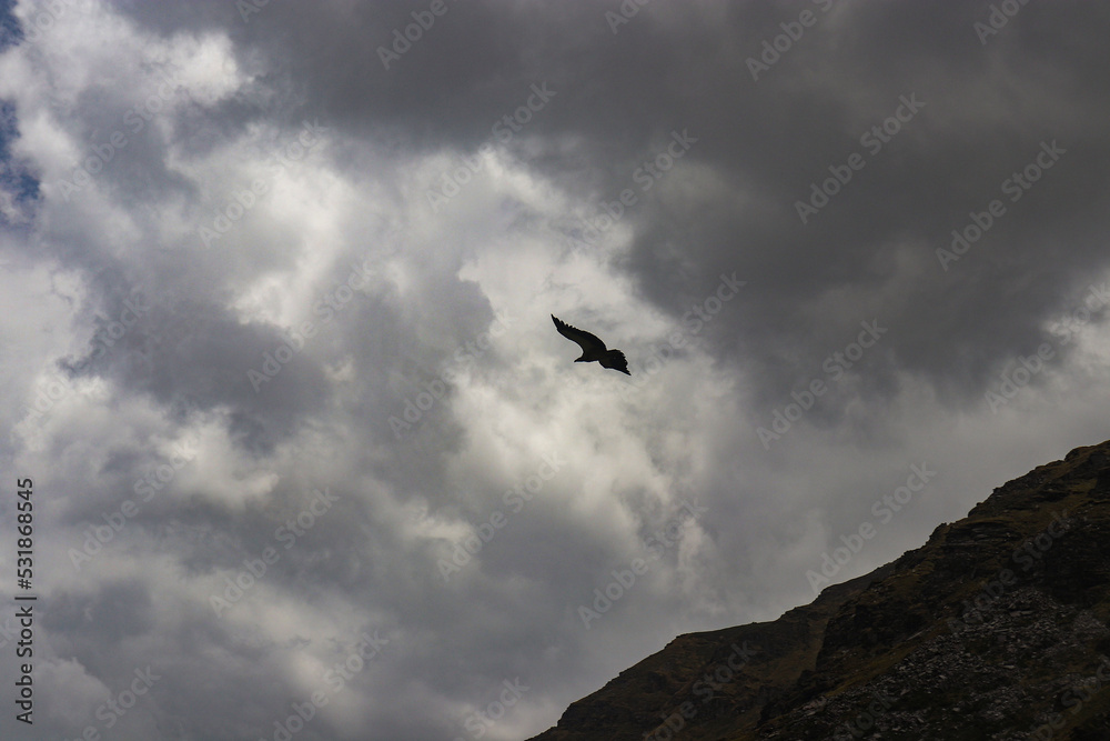 Golden eagle flying against the sky Golden eagle flying against the sky