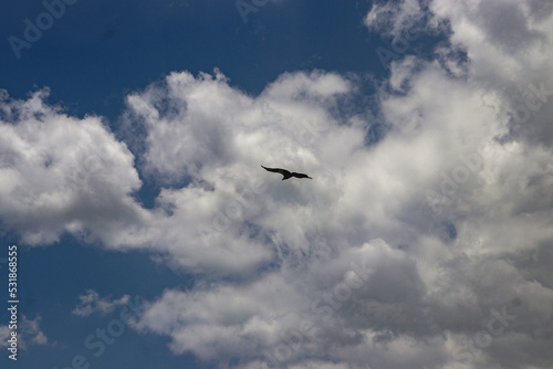 Golden eagle flying against the sky