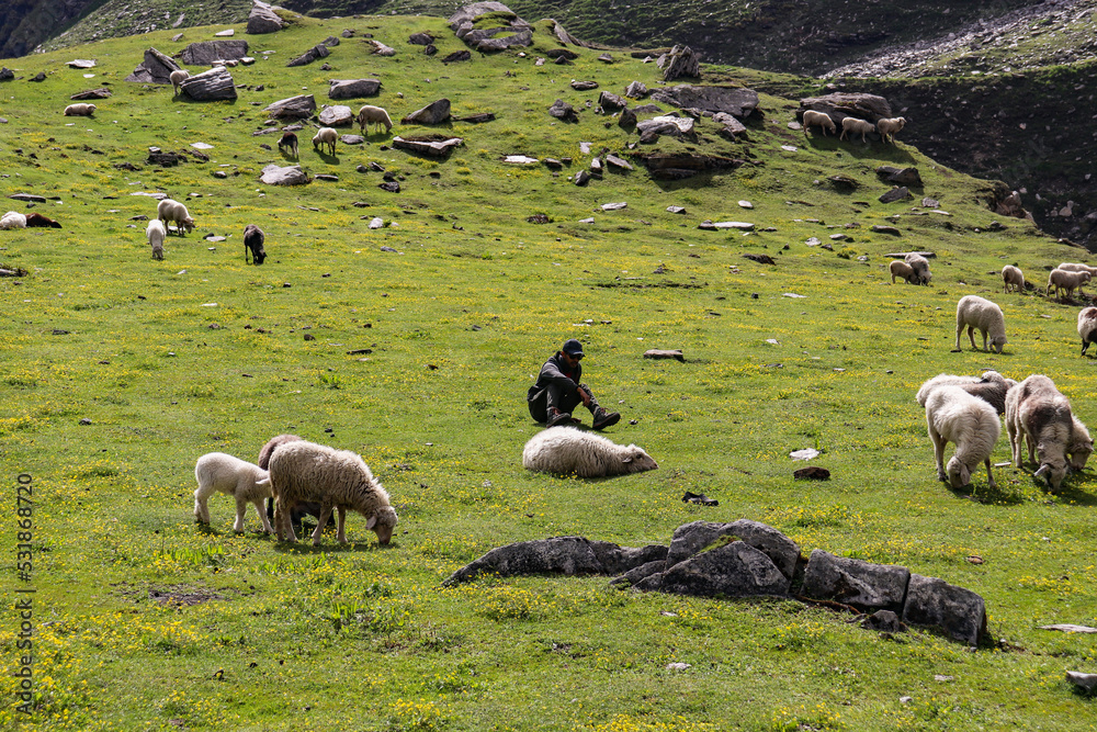 Naklejka premium A man seating on a grass with sheep around