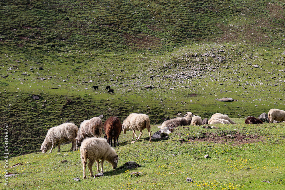 Obraz premium Sheep roaming near the bank of the river