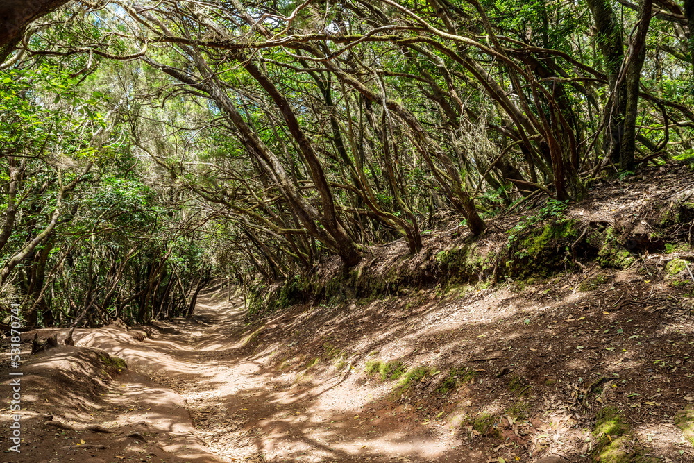View on Tenerife island from Anaga Rural Park road. View on Tenerife island from Anaga Rural Park road.
