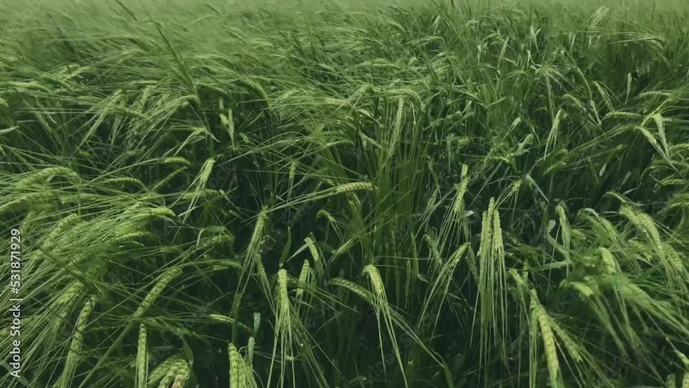 Green barley covered with crystal clear drops of dew after the rain. The wind sways the barley. Green barley covered with crystal clear drops of dew after the rain. The wind sways the barley.