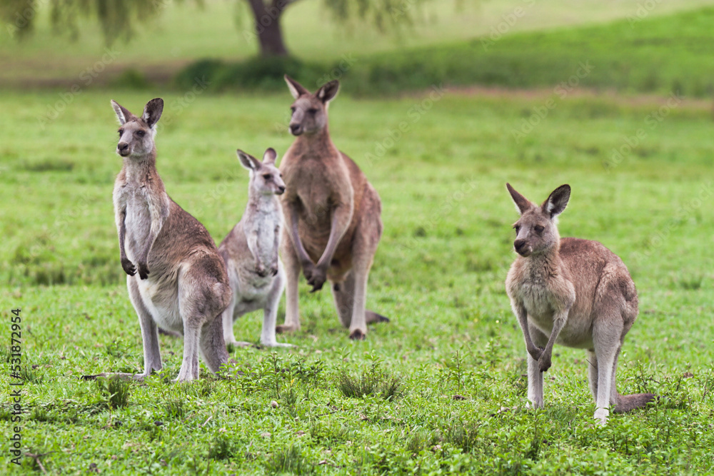 Wild kangaroos in a meadow, alert and watchful of people and other animals.