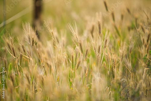 Wheat and grain in a field that is about to be harvested in the Australian outback.