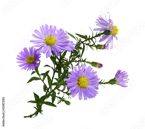Photos Twig of purple aster amellus flowers isolated