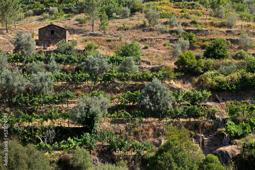 Petite maison en garnit au-dessus des cultures et plantations en terrasse dans la montagne Serra d'Estrela au Portugal.