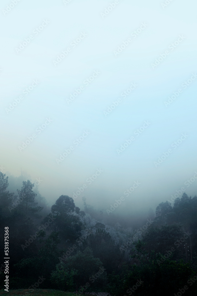 Brouillard épais fait disparaître les arbres de la forêt dans la la montagne Serra d'Estrela au Portugal.