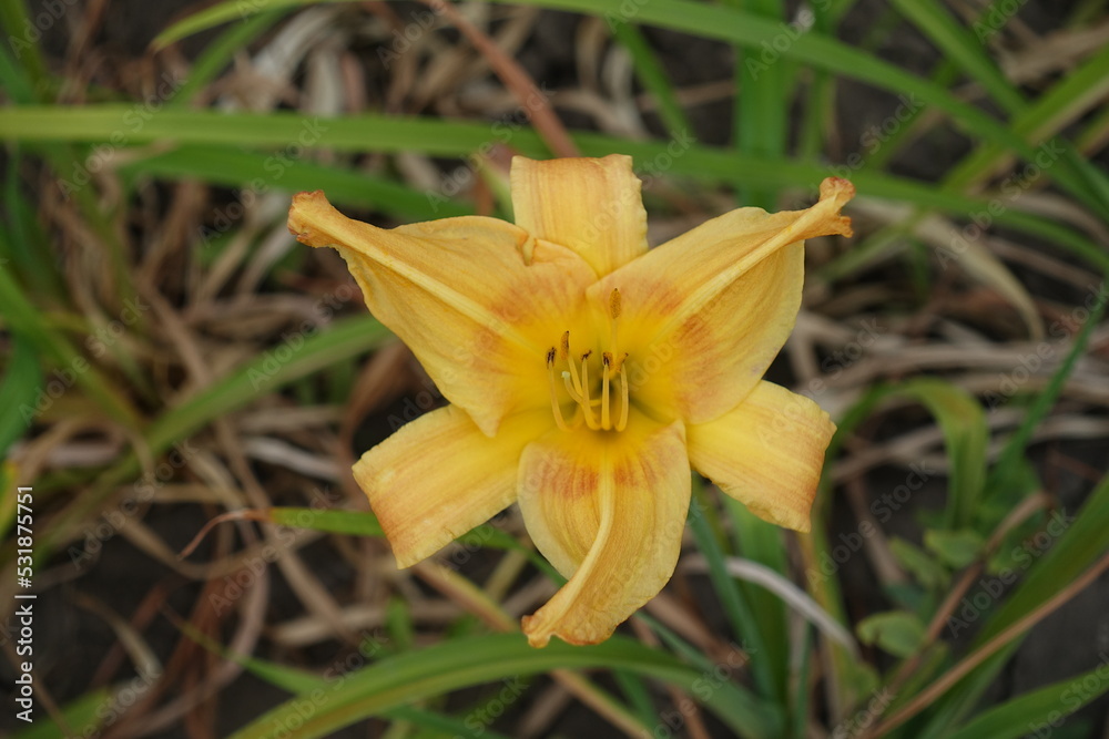 Close shot of pale orange flower of Hemerocallis fulva in mid July Close shot of pale orange flower of Hemerocallis fulva in mid July
