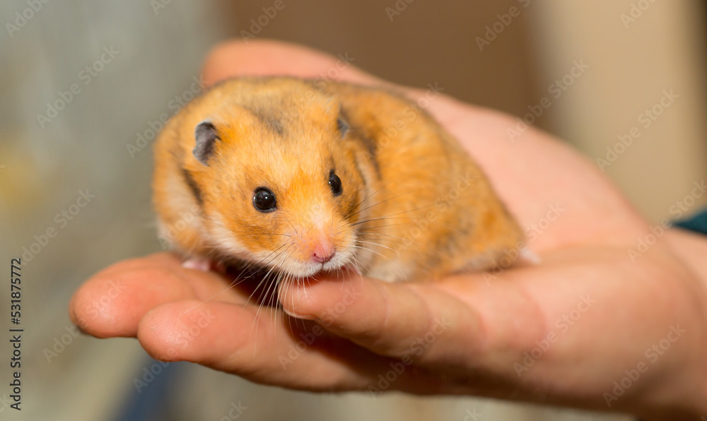Hamster in the hands of a man close-up on a gray background. Smiling animal, happy pet. Laughter and smile. Hamster in the hands of a man close-up on a gray background. Smiling animal, happy pet. Laughter and smile.