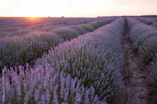 Field of blooming lavender rows on a sunset