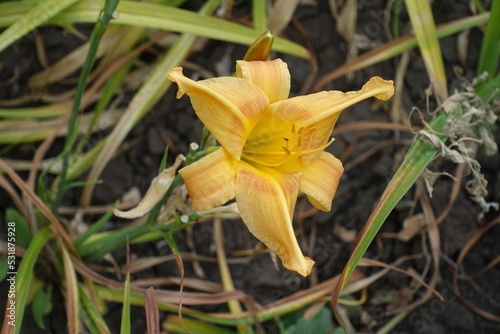 Pastel orange flower of Hemerocallis fulva in mid July