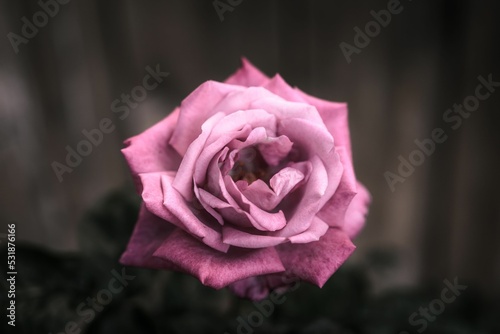 Beautiful Mainzer Fastnacht pink rose photo