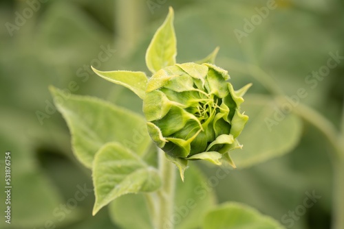 Unbloomed sunflower in the garden photo