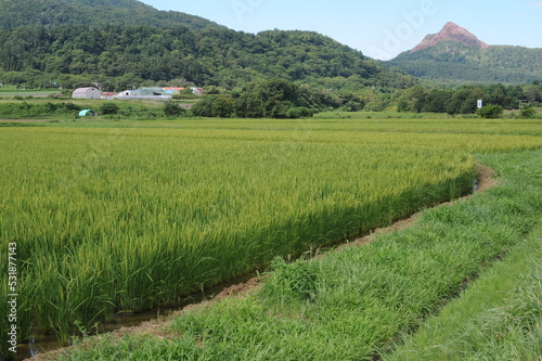 Fotografi Green rural landscape with rice fields and Shōwa-shinzan volcano on a sunny day