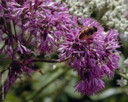 Closeup shot of a Drone fly perched on Adenostyles alliariae flowers in the garden photo