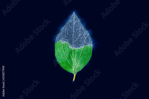 One frozen icy sweet mock orange leaf isolated on dark blue background, blue ice covered effect on leaf. Natural frozen single philadelphus coronarius leaf, ice crust drizzle, sudden overnight frosts photo