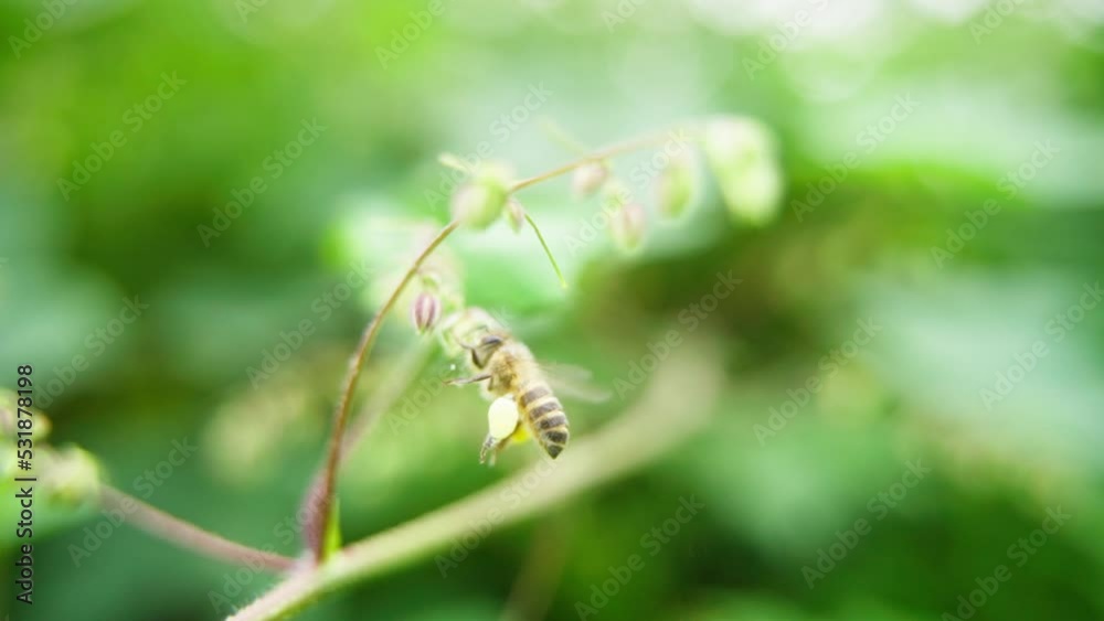Slow motion Close up honey bee collecting pollen on flower outdoor Slow motion Close up honey bee collecting pollen on flower outdoor