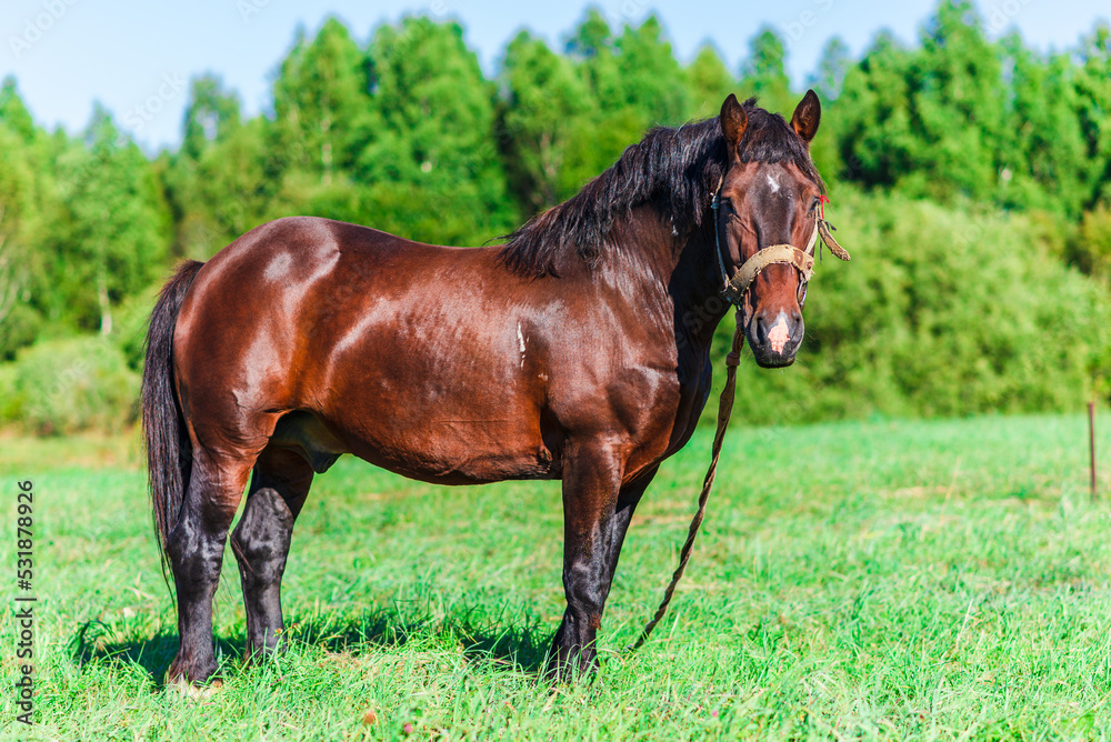 Brown Horse in a pasture of a farm. Chestnut Horse Standing Outdoor nature.Summer day. Brown Horse in a pasture of a farm. Chestnut Horse Standing Outdoor nature.Summer day.