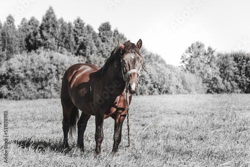 Brown Horse in a pasture of a farm.Chestnut Horse Standing Outdoors nature.Summer day.Black and white photo background.