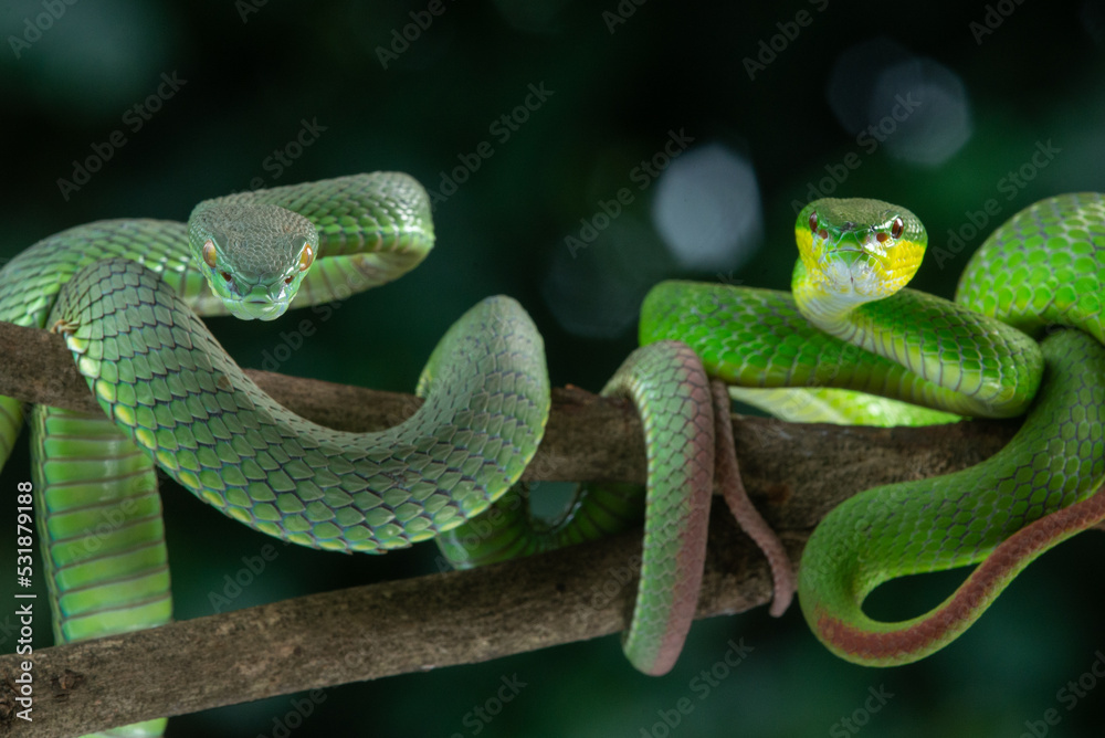 Fototapeta premium Two green snakes, white lipped pit viper Trimeresurus albolabris and white lipped Island pit viper Trimeresurus insularis together on a branch 