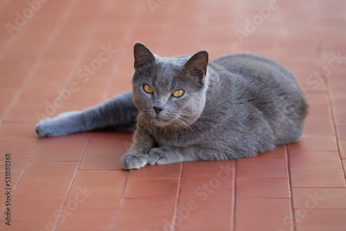 Chat gris siamois aux yeux jaune or allongé sur le sol, au repos, observant ce qui se passe.