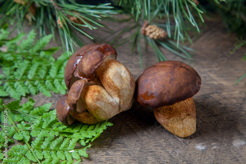 Several Imleria Badia or Boletus badius mushrooms commonly known as the bay bolete on vintage wooden background..