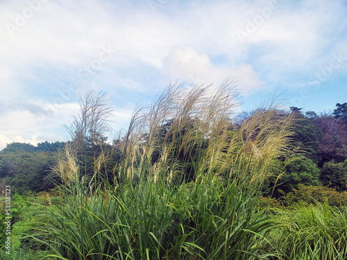 grass and sky・pampas grass・Japanese autumn scenery／草と空・ススキ・秋の風景／스스키・일본 가을 풍경 photo
