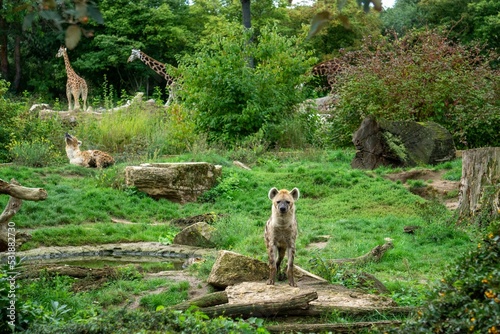 Photography Scenic shot of furry spotted hyenas and giraffes in their habitat surrounded by